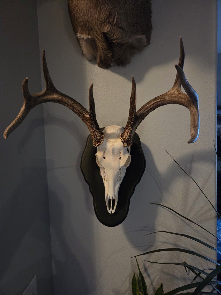 European mounts