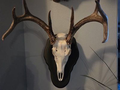 European mounts