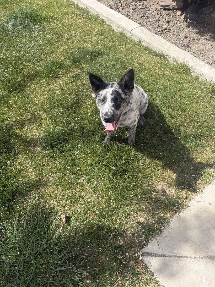 Australian Shepherd/Heeler Mix