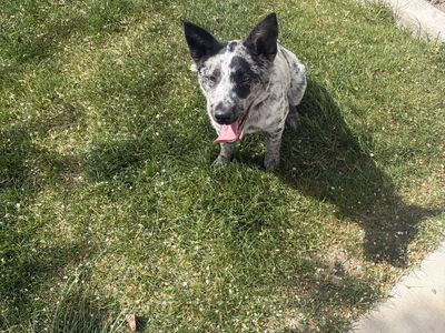 Australian Shepherd/Heeler Mix