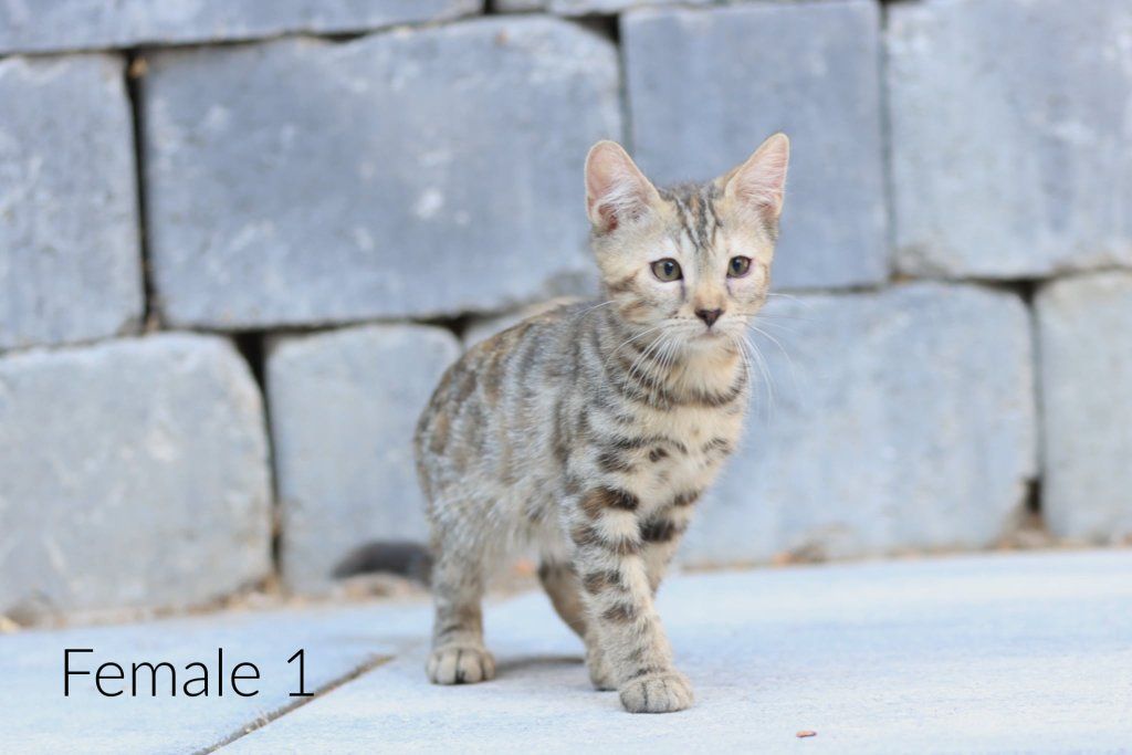 3/4 bangle kittens