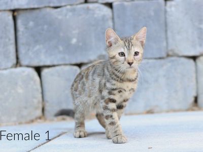 3/4 bangle kittens