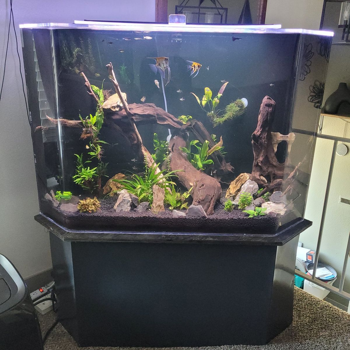 125 gallon acrylic corner Fish Tank with Stand - Aquarium, Plants, & Decor Included