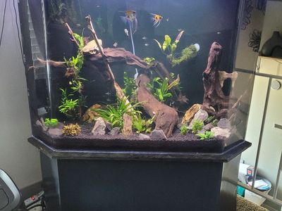 125 gallon acrylic corner Fish Tank with Stand - Aquarium, Plants, & Decor Included