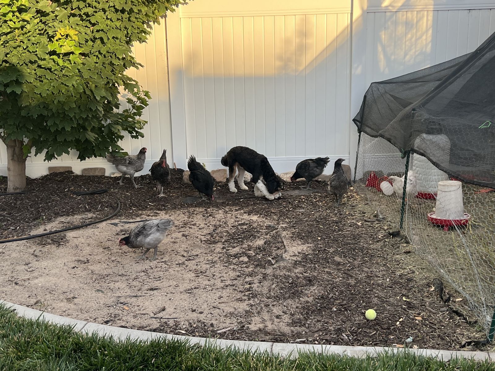 Free Roosters