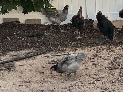 Free Roosters