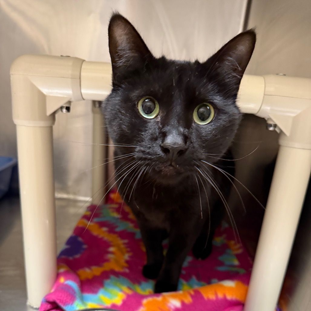 Hello my name is Tony