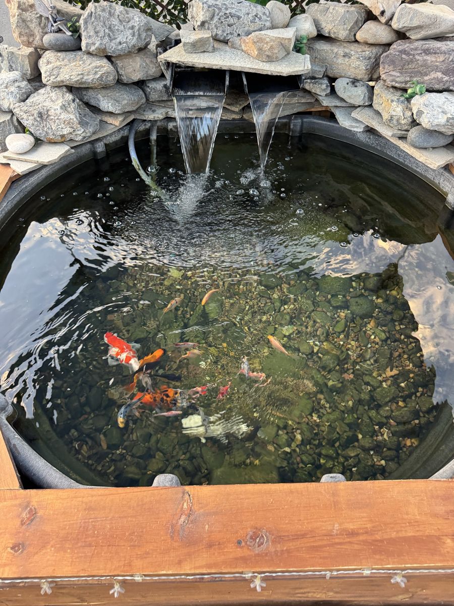 Koi pond 