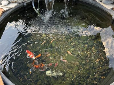 Koi pond