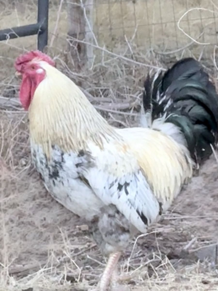 Rooster for sale
