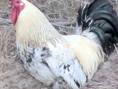 Rooster for sale