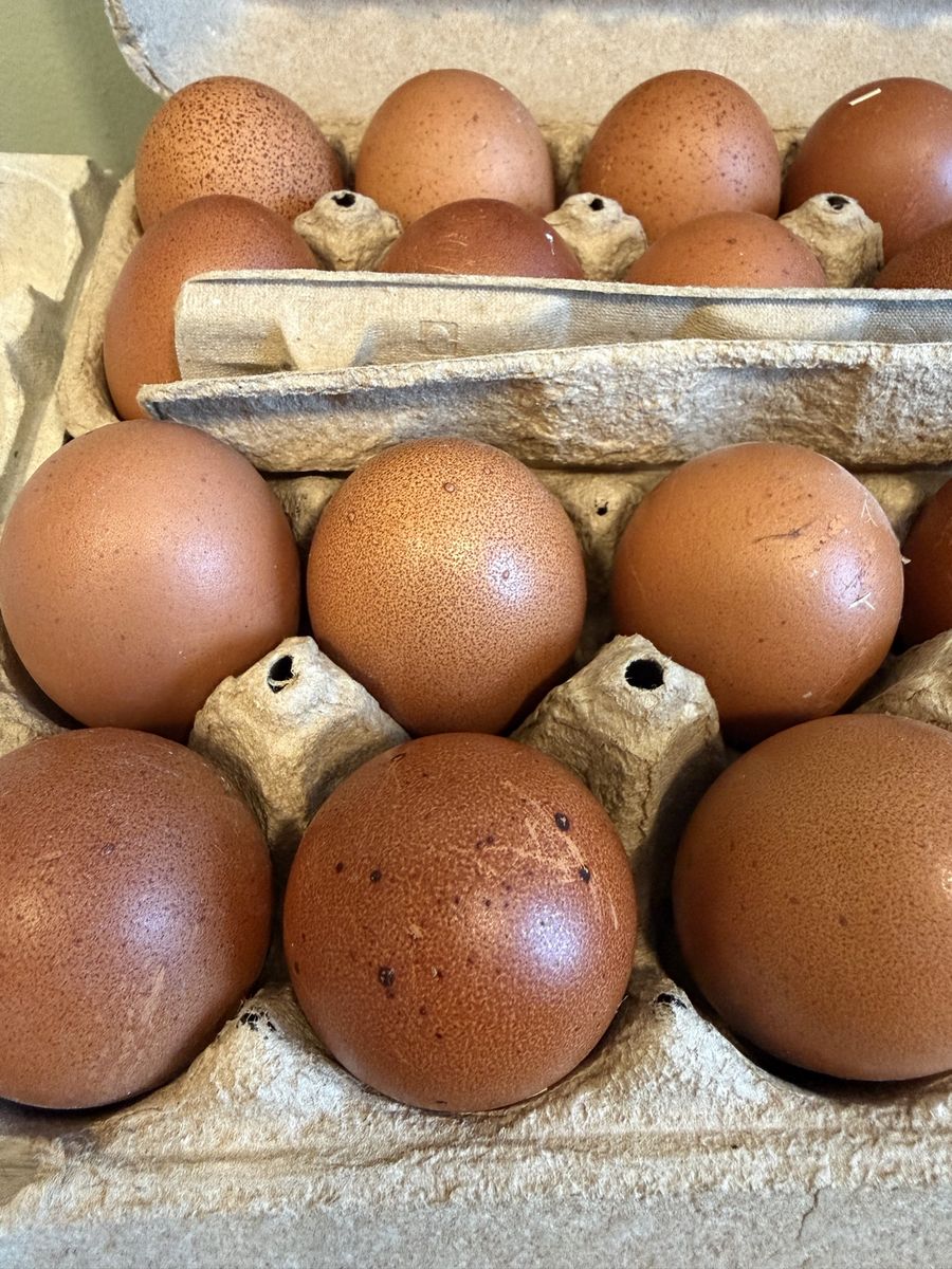 Black Copper Maran (Four Chick Bundle)