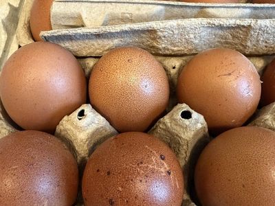 Black Copper Maran (Four Chick Bundle)