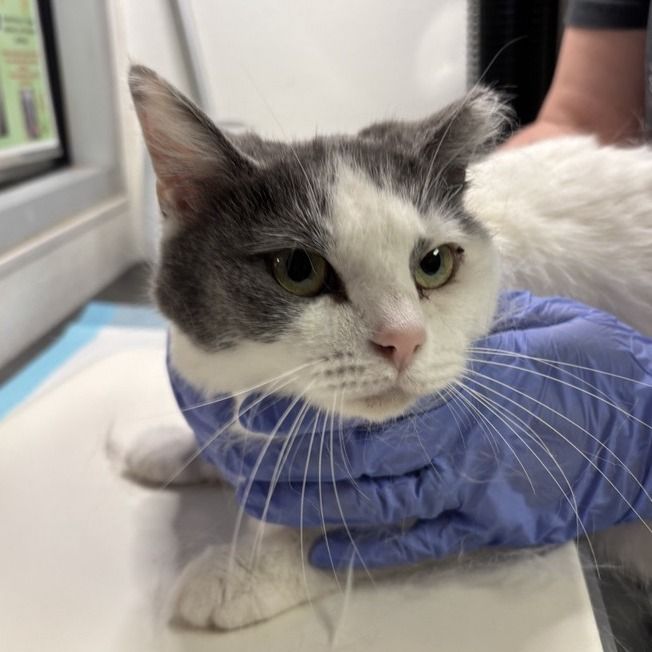 Hello my name is Camellia