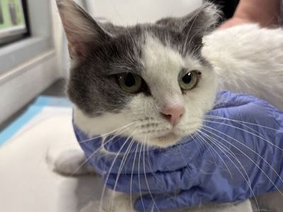 Hello my name is Camellia