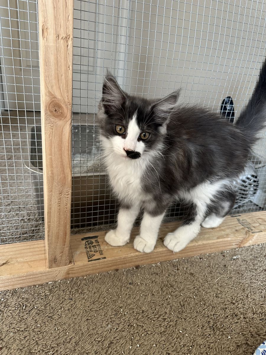 Maine Coon Kittens