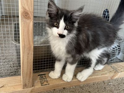 Maine Coon Kittens