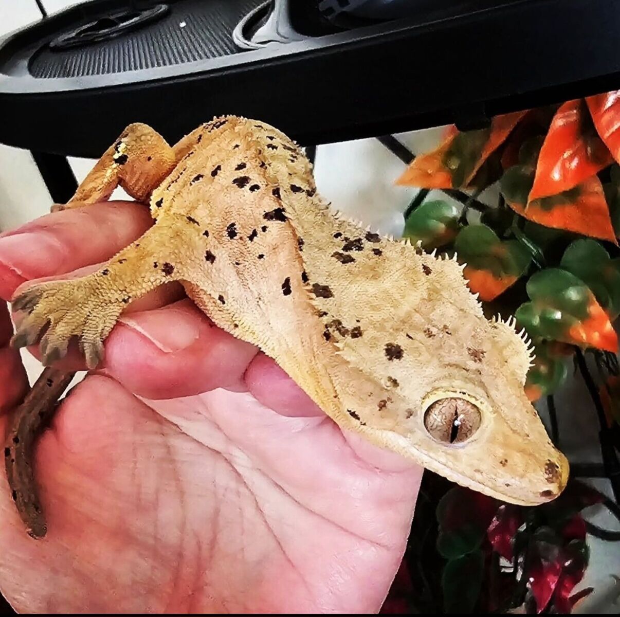 Make an offer-Male super dalmation crest