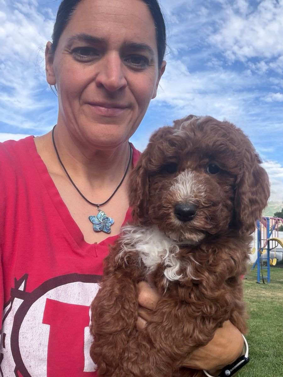 AKC mini red  poodle male