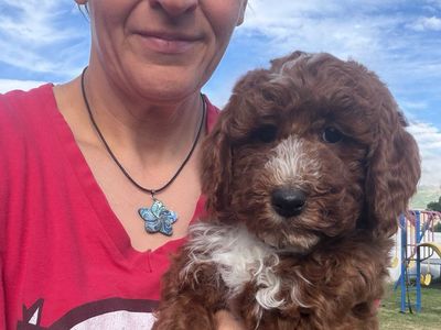 AKC mini red poodle male