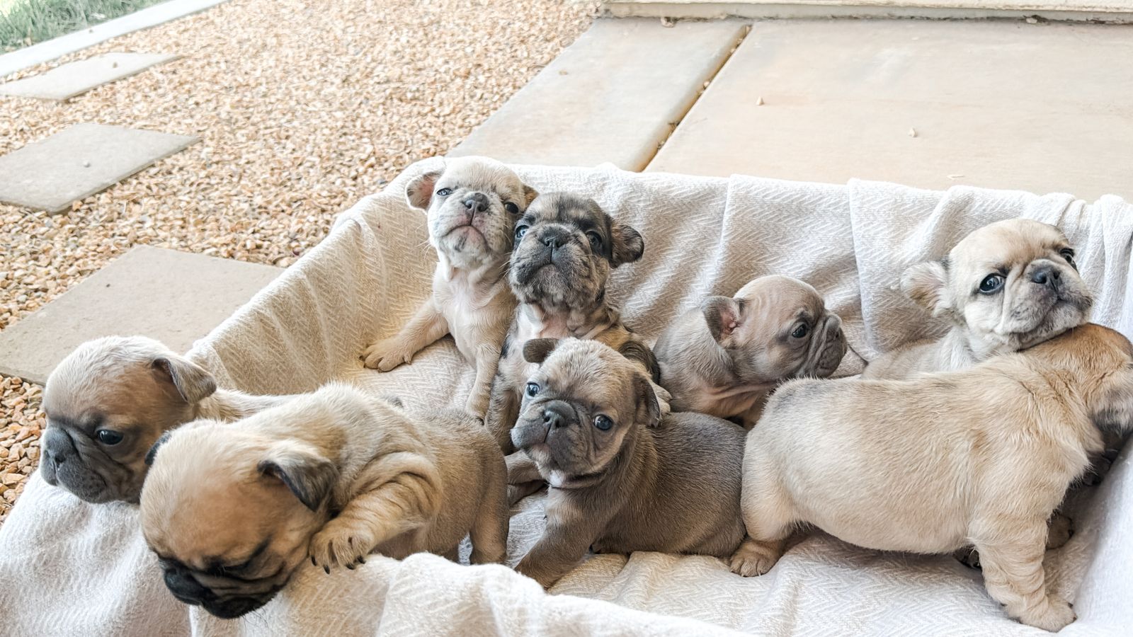 8 Adorable French Bulldog Puppies available - 6 weeks old!