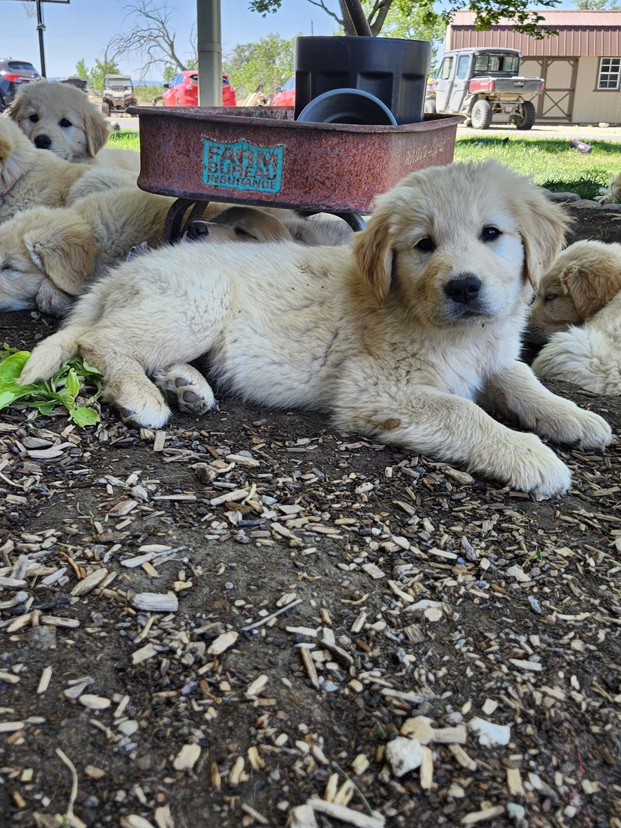 Golden Retriever /Great Pyrenee