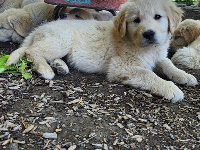 Golden Retriever /Great Pyrenee