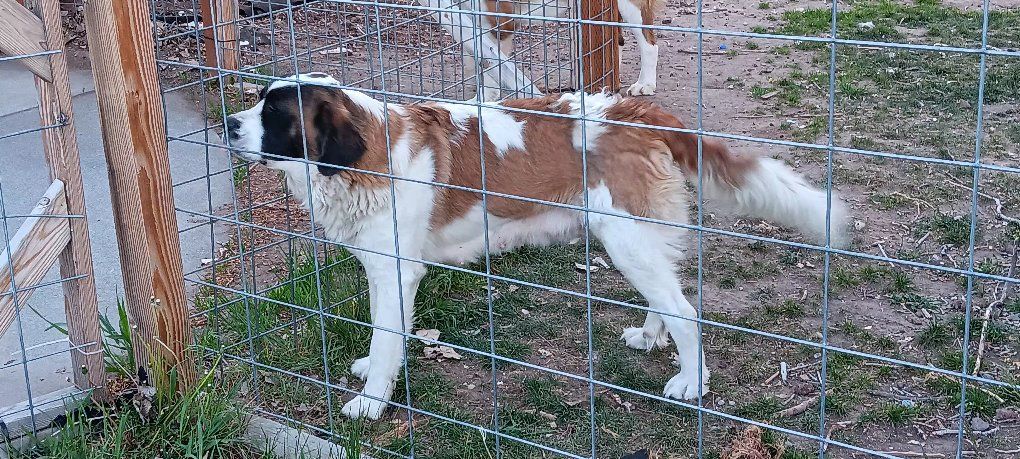 female year old saint bernard st bernard