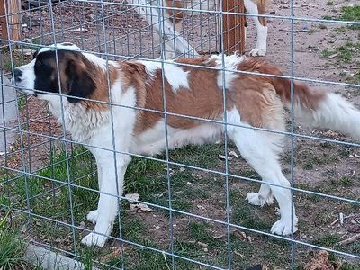 female year old saint bernard st bernard