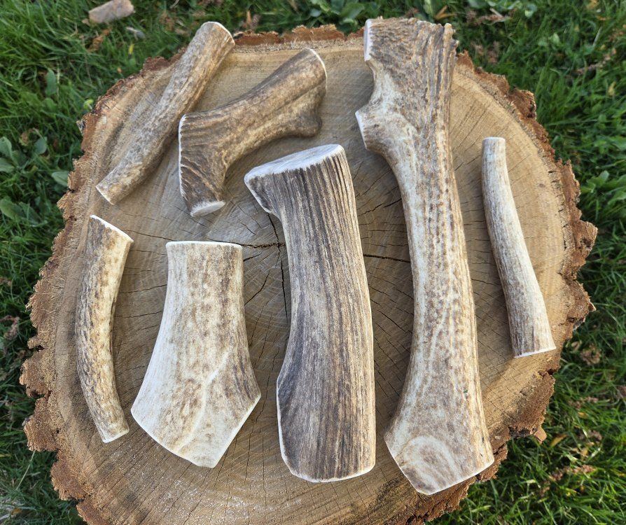Elk Antler Dog Chew