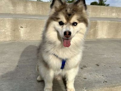 1 female Pomsky