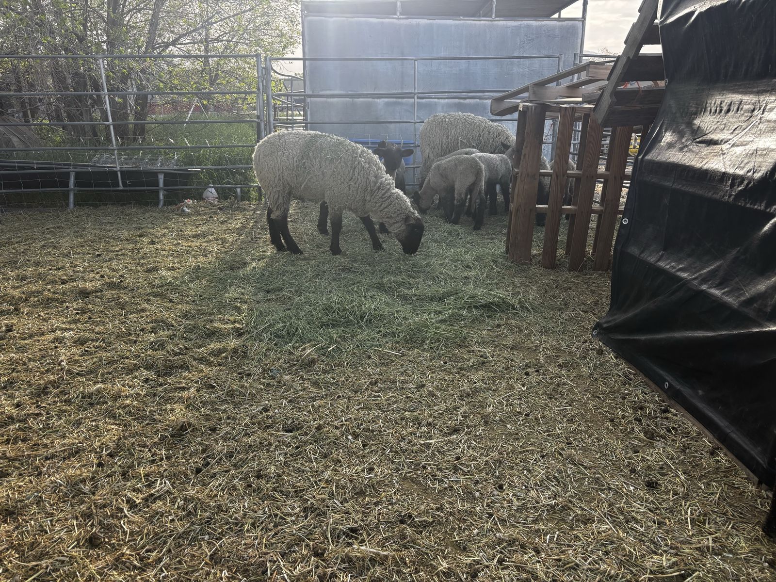 ewes and lambs