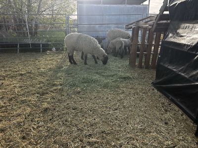 ewes and lambs