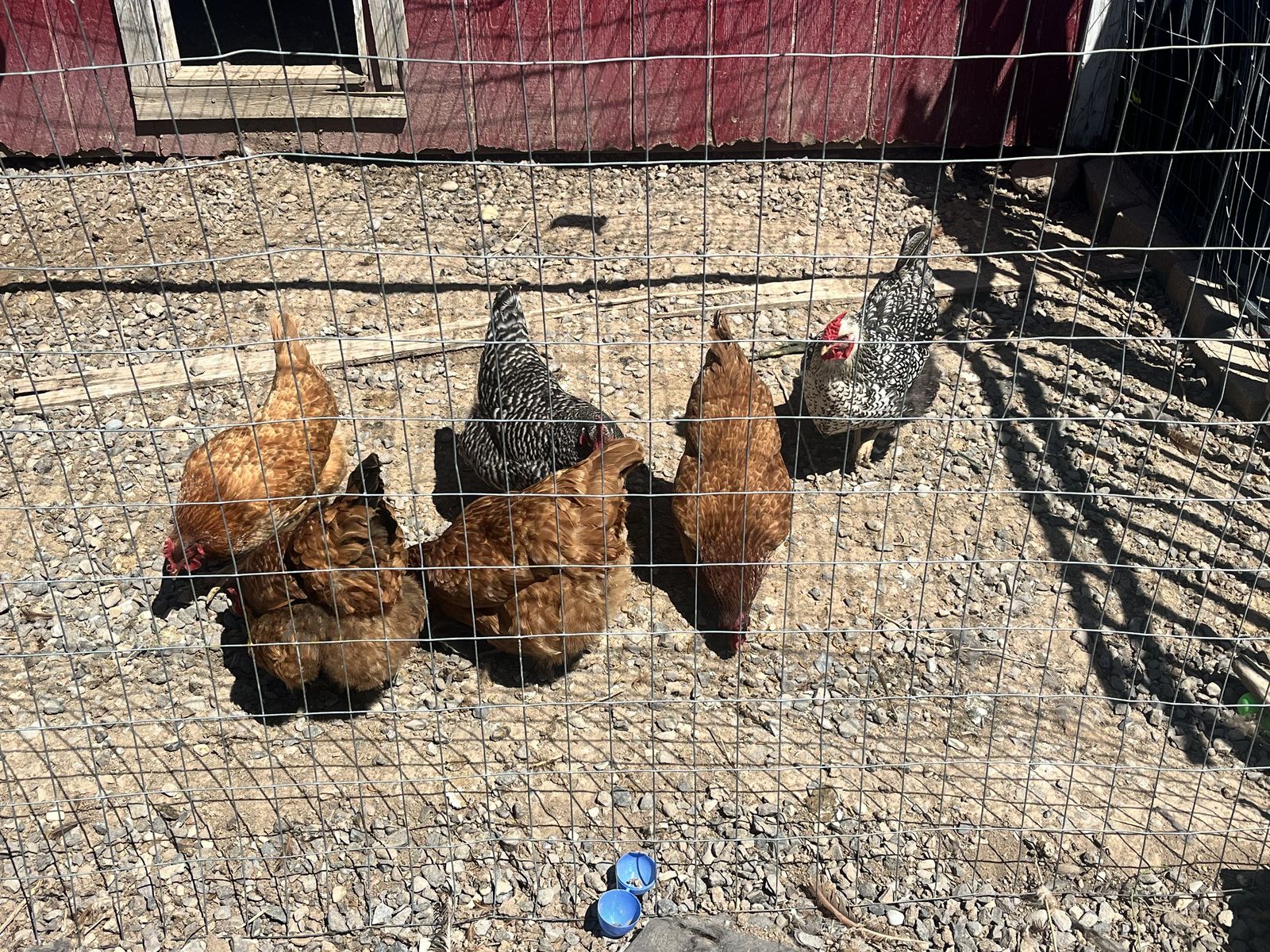 Laying hens