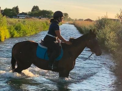 2017 OTTB | Safe, Versatile Sport Horse | Junior & Amateur Friendly