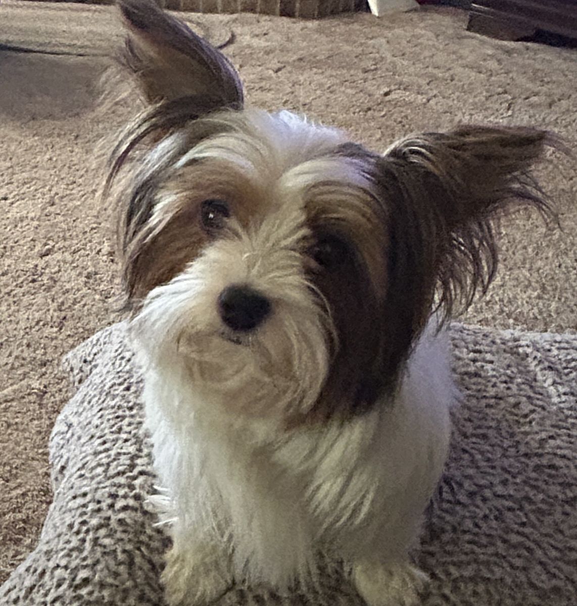 Parti Yorkie