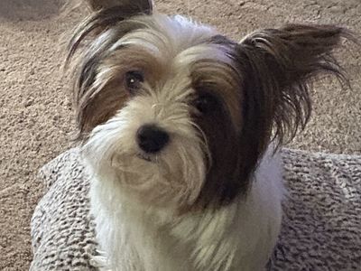 Parti Yorkie