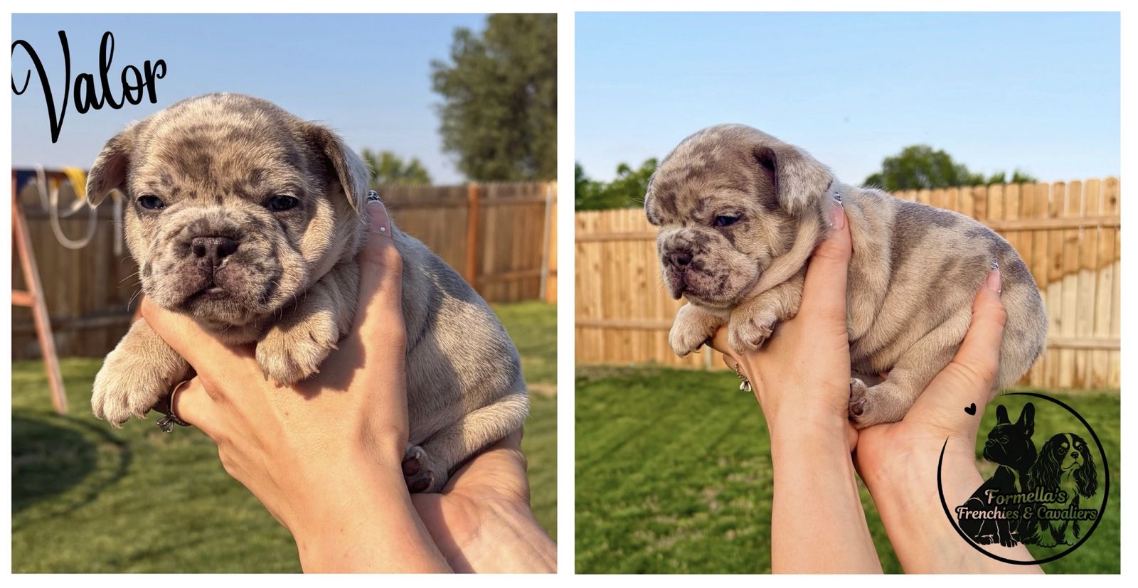 AKC French Bulldog Puppies