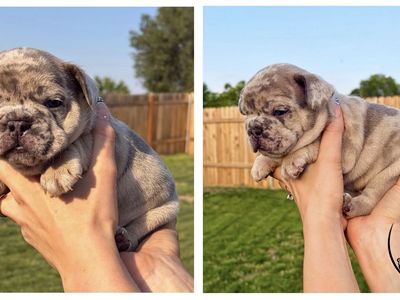 AKC French Bulldog Puppies