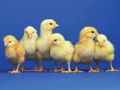 100's of Baby chicks at the IFA in Draper Wednesday or Thursday this week, we also have baby rabbits