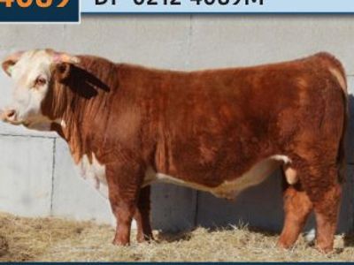 Bulls For Sale