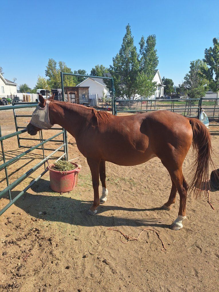 20 yo Grade Arabian Mare