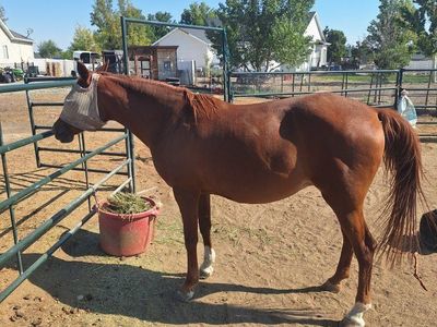 20 yo Grade Arabian Mare