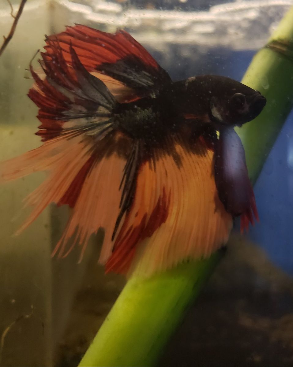 Import Beautiful Male Betta Fish - Red, Black and Orange