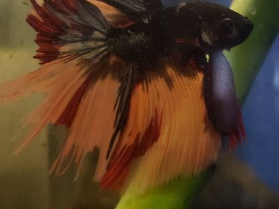 Import Beautiful Male Betta Fish - Red, Black and Orange