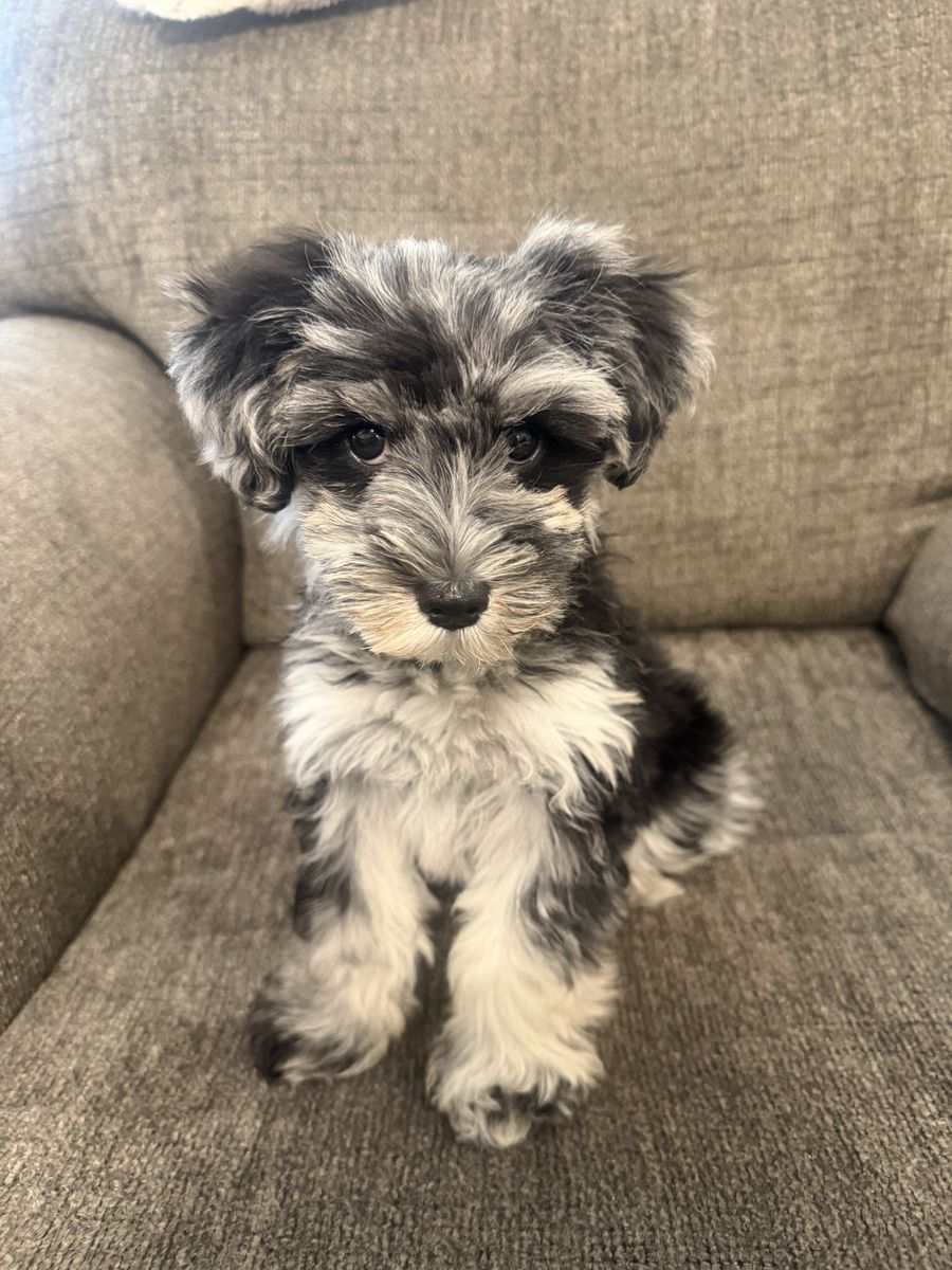 Female Mini Schnauzer - Miniature Schnauzer