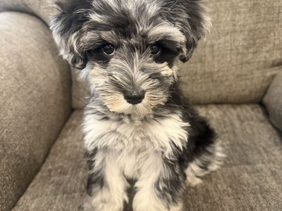 Female Mini Schnauzer - Miniature Schnauzer