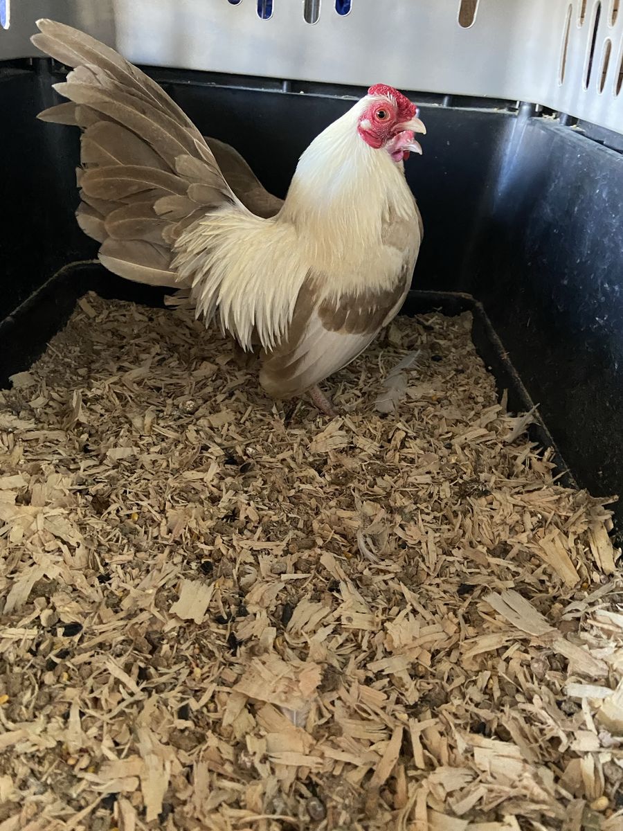 Oegb fawn silver