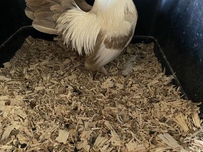 Oegb fawn silver