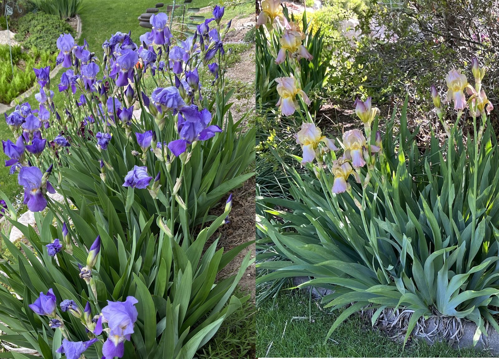 Bearded IRIS Rhizomes SEE PHOTOS